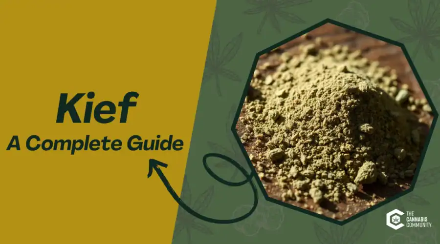 What Is Kief? Benefits, Uses, and How to Collect This Potent Cannabis Concentrate