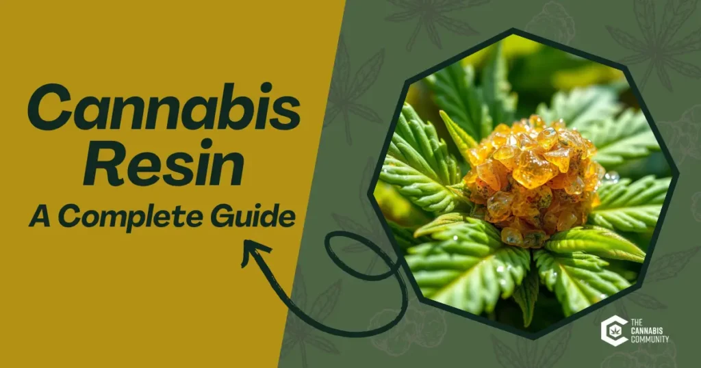 Cannabis resin close-up with cannabis leaves and resin extract.