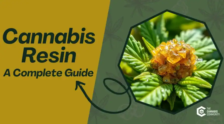 Cannabis Resin Ultimate Guide: Extraction, Uses, and Effects